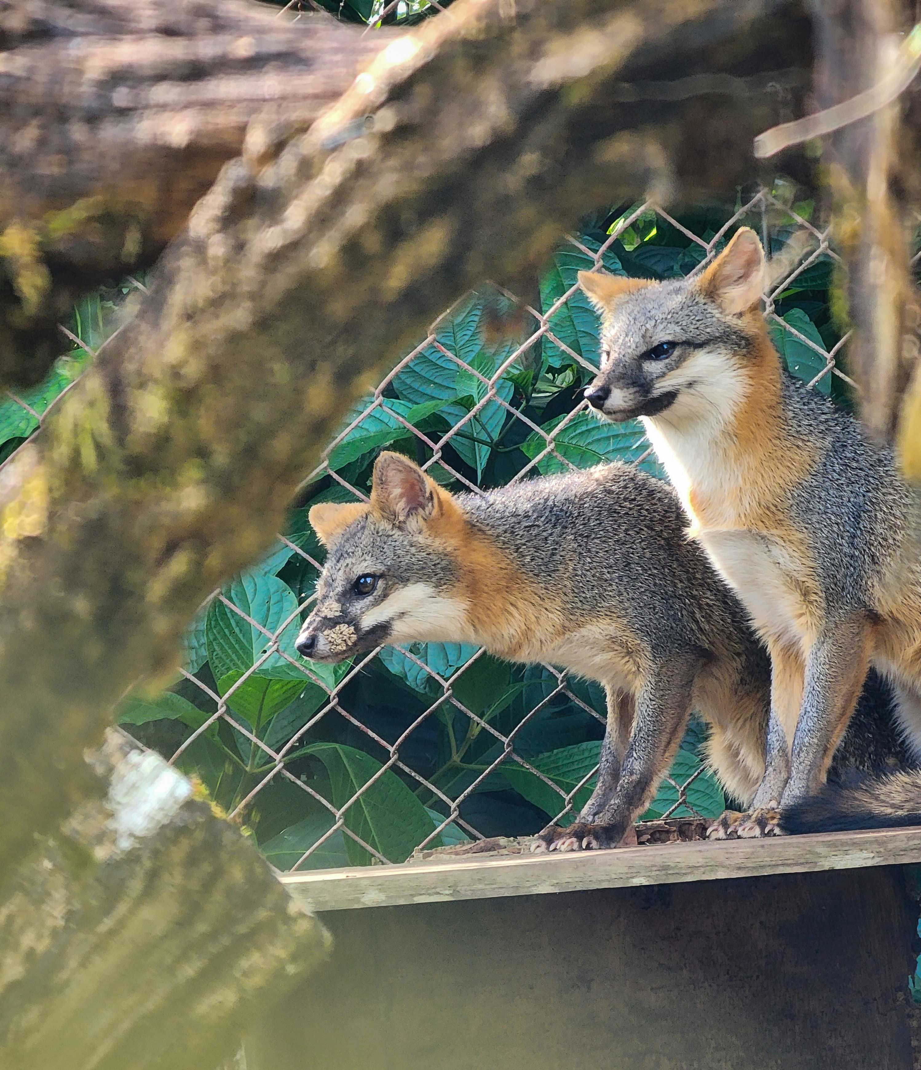 a couple of foxes standing on top of a wooden platform