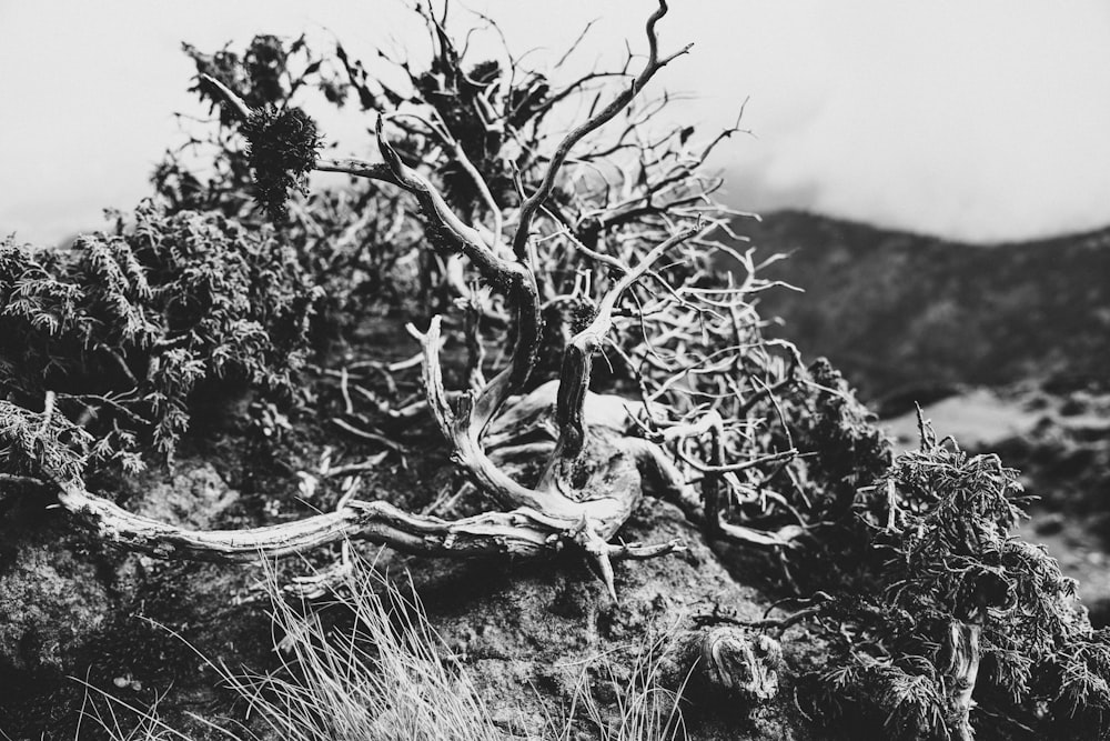 a black and white photo of a tree on a hill