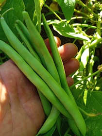Close-up of hands holding freshly harvested beans in a sunlit Nigerian farm.