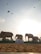 A group of elephant sculptures are arranged in a line under a bright sky. Birds are flying in the sky, creating a dynamic backdrop. A sandy foreground leads to a sign with text in Tamil, suggesting a cultural or thematic installation.