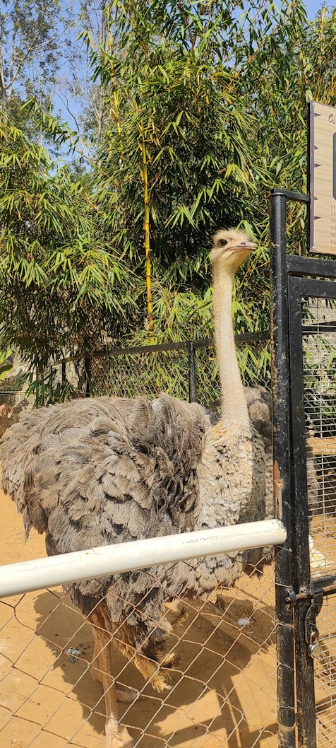 An ostrich is standing in a fenced enclosure with its head raised. The enclosure is made of metal and mesh, and the ground is sandy. In the background, there are lush green bamboo plants and a clear blue sky.