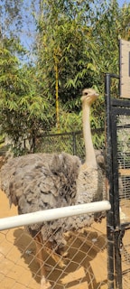 An ostrich is standing in a fenced enclosure with its head raised. The enclosure is made of metal and mesh, and the ground is sandy. In the background, there are lush green bamboo plants and a clear blue sky.