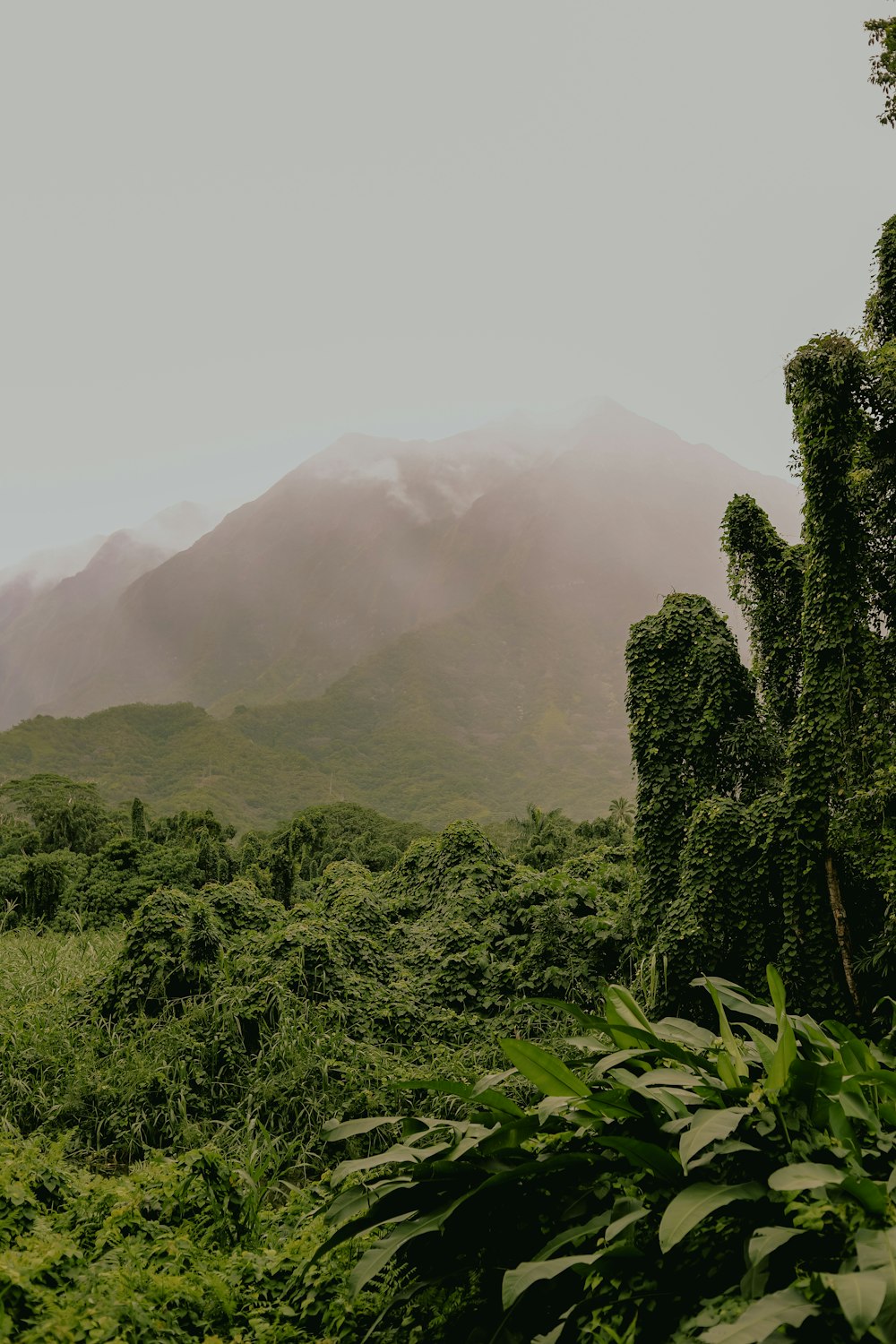 a lush green forest filled with lots of trees