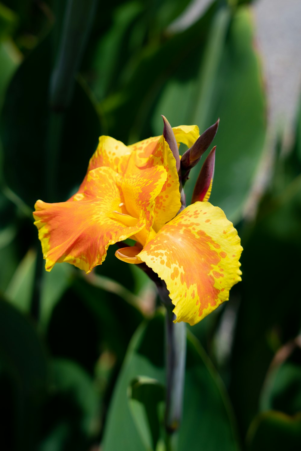 a close up of a yellow and orange flower