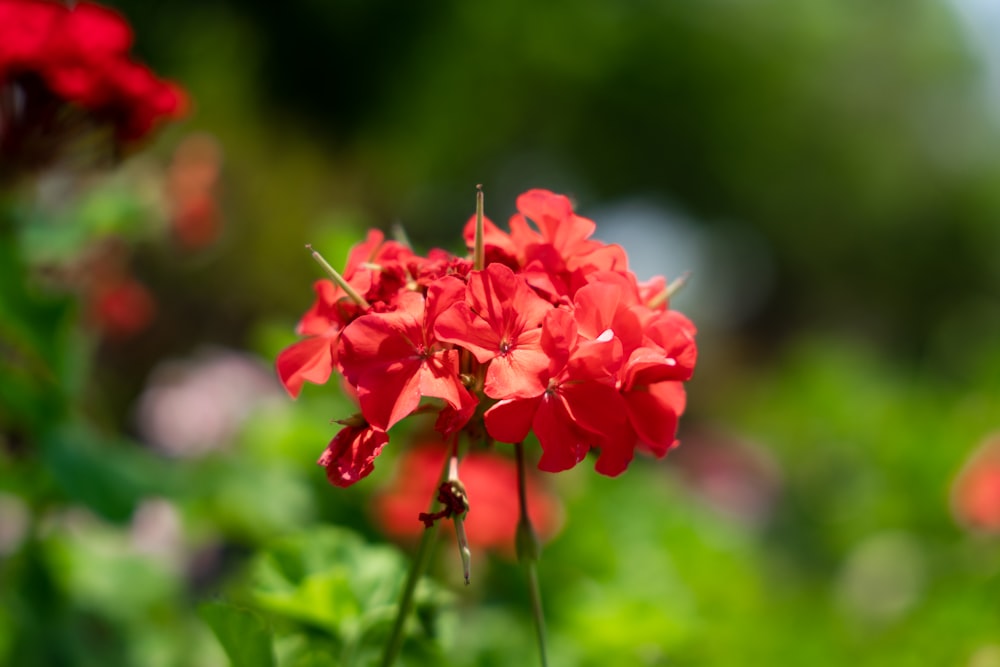 a bunch of red flowers that are in the grass