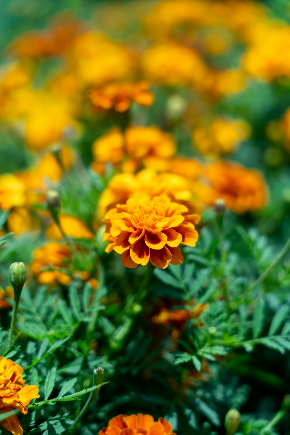 a field of yellow and orange flowers with green leaves