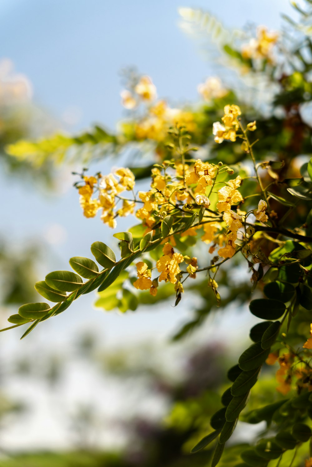 a branch of a tree with yellow flowers