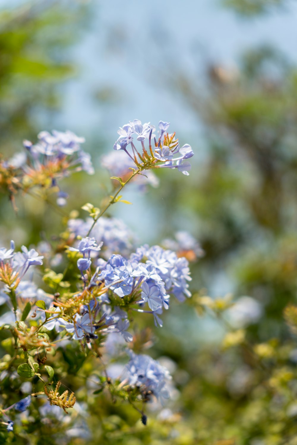 a bunch of blue flowers that are in the grass