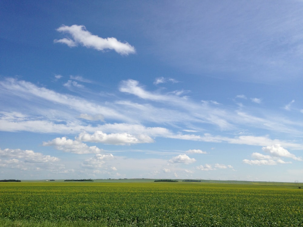 Ein großes Feld aus grünem Gras unter blauem Himmel