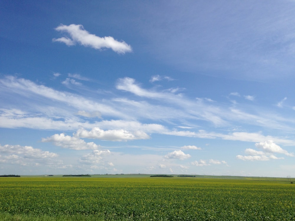 Un grand champ d’herbe verte sous un ciel bleu