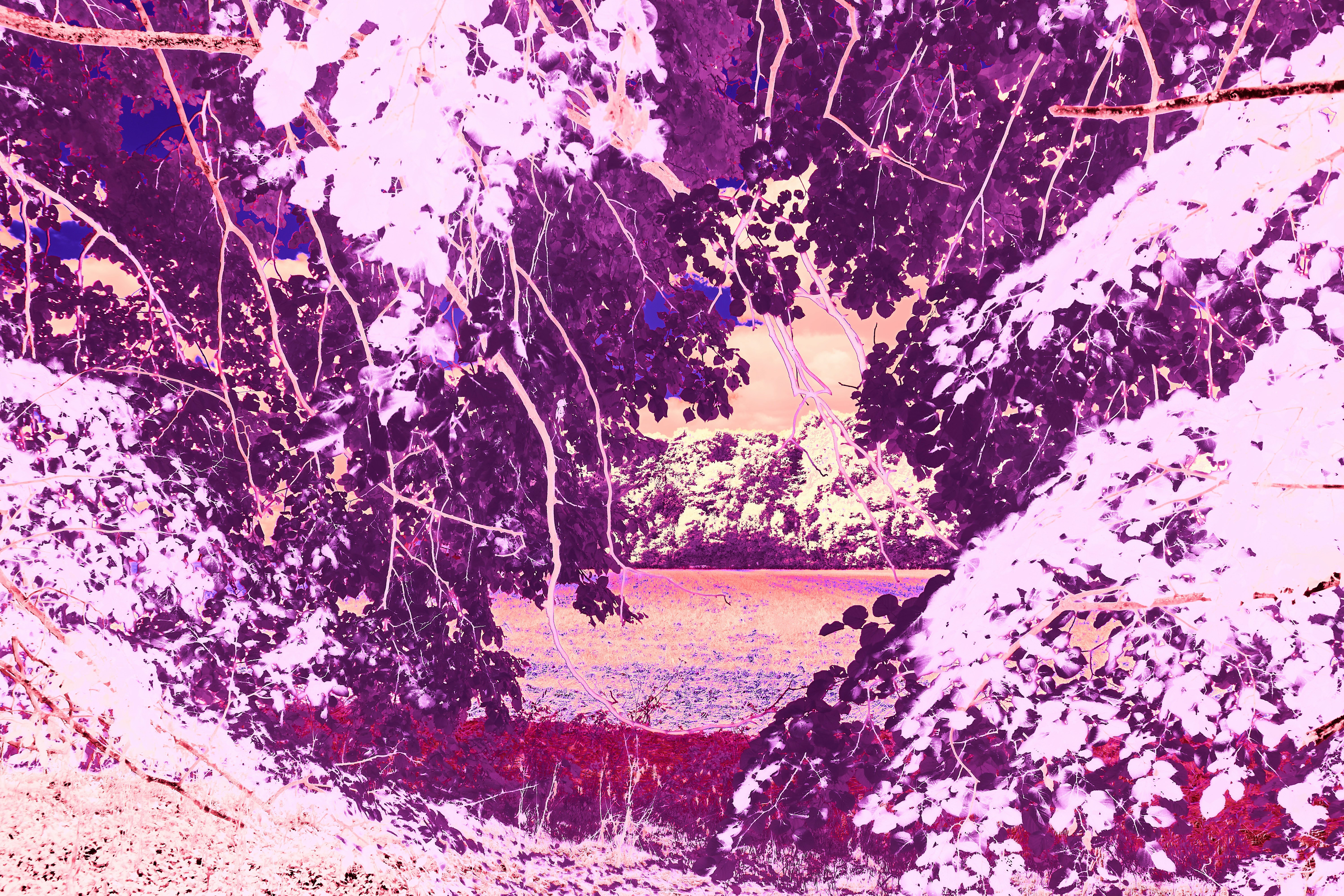 Photo by wolfgang_hasselmann