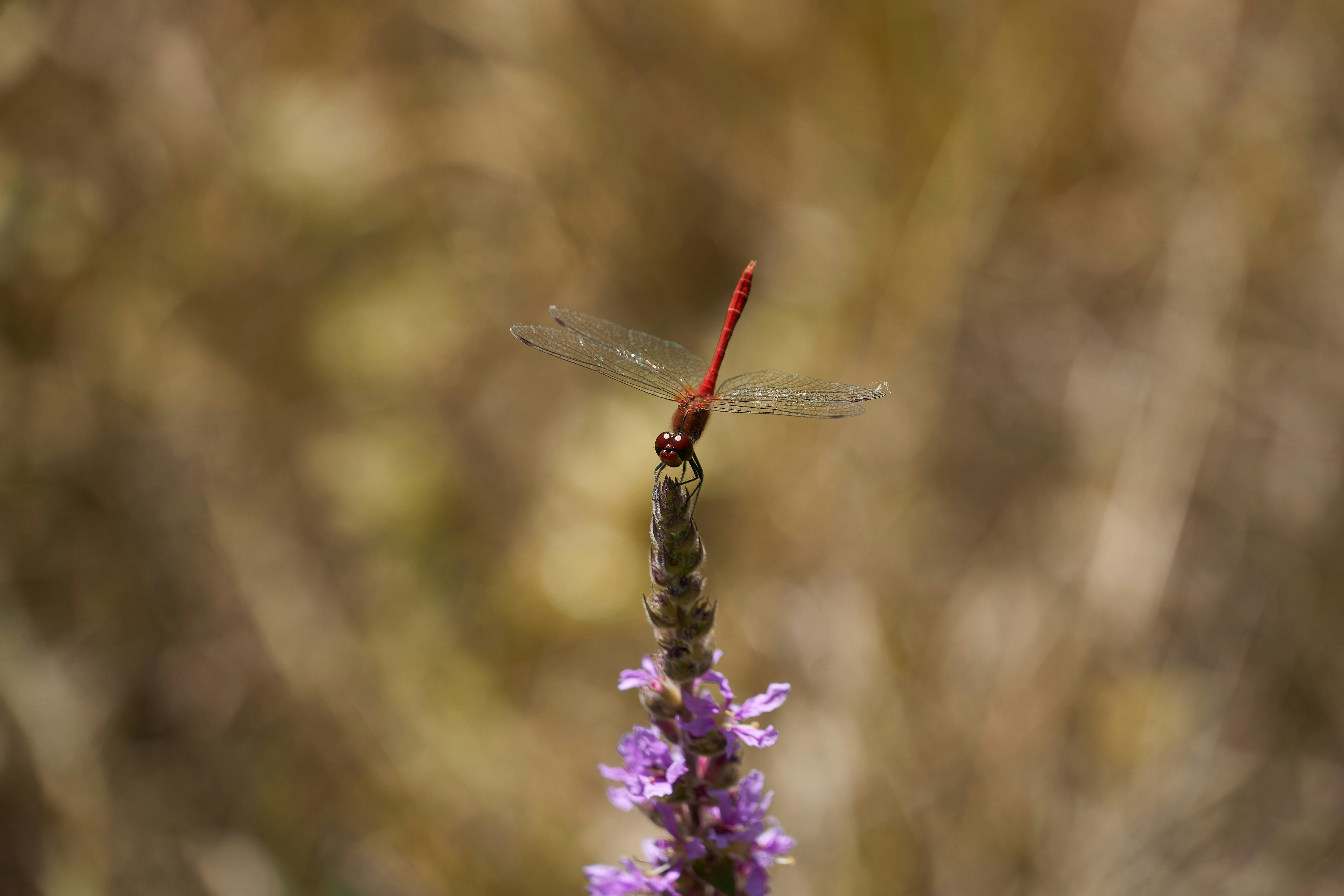 Photo by wolfgang_hasselmann