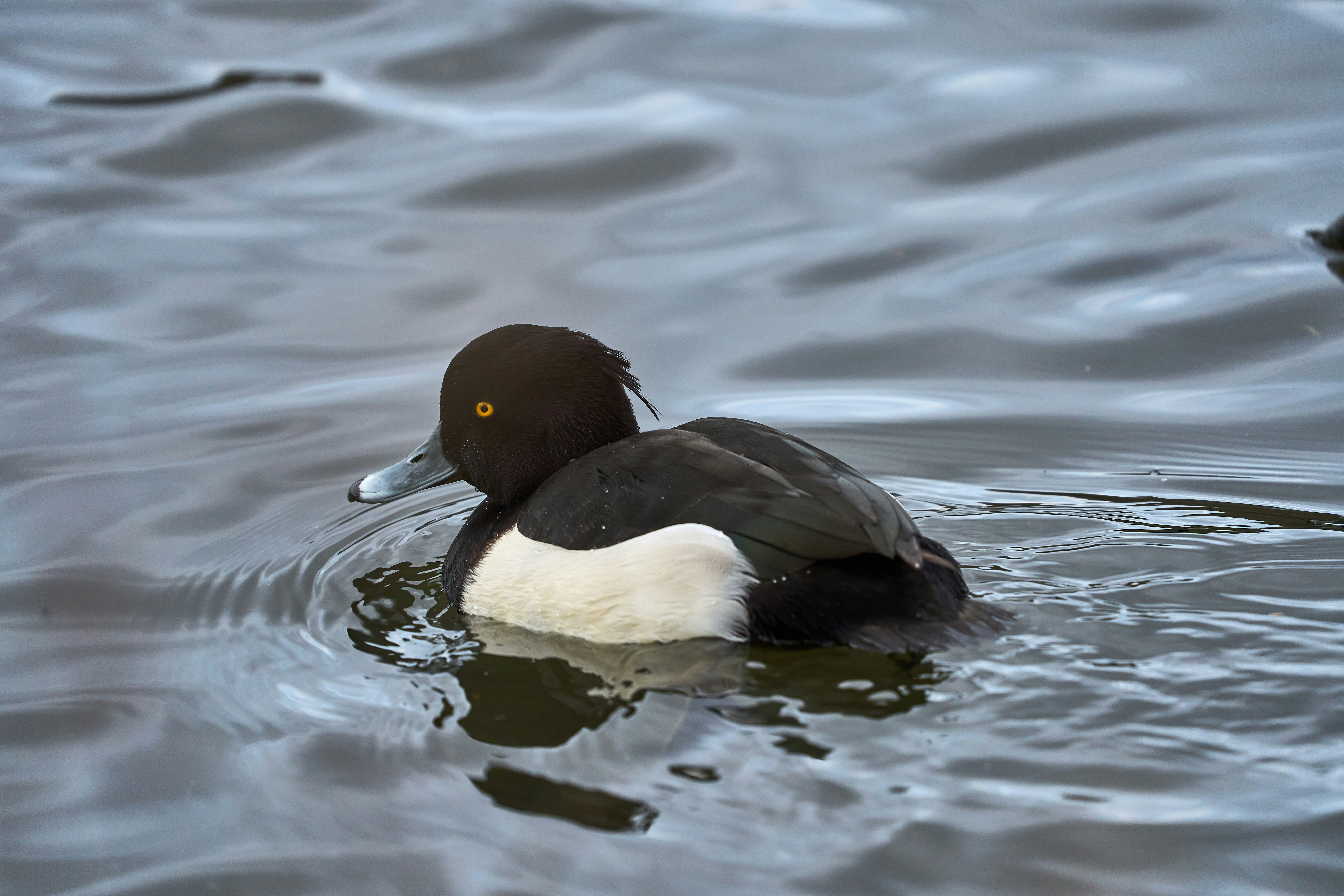 Photo by wolfgang_hasselmann