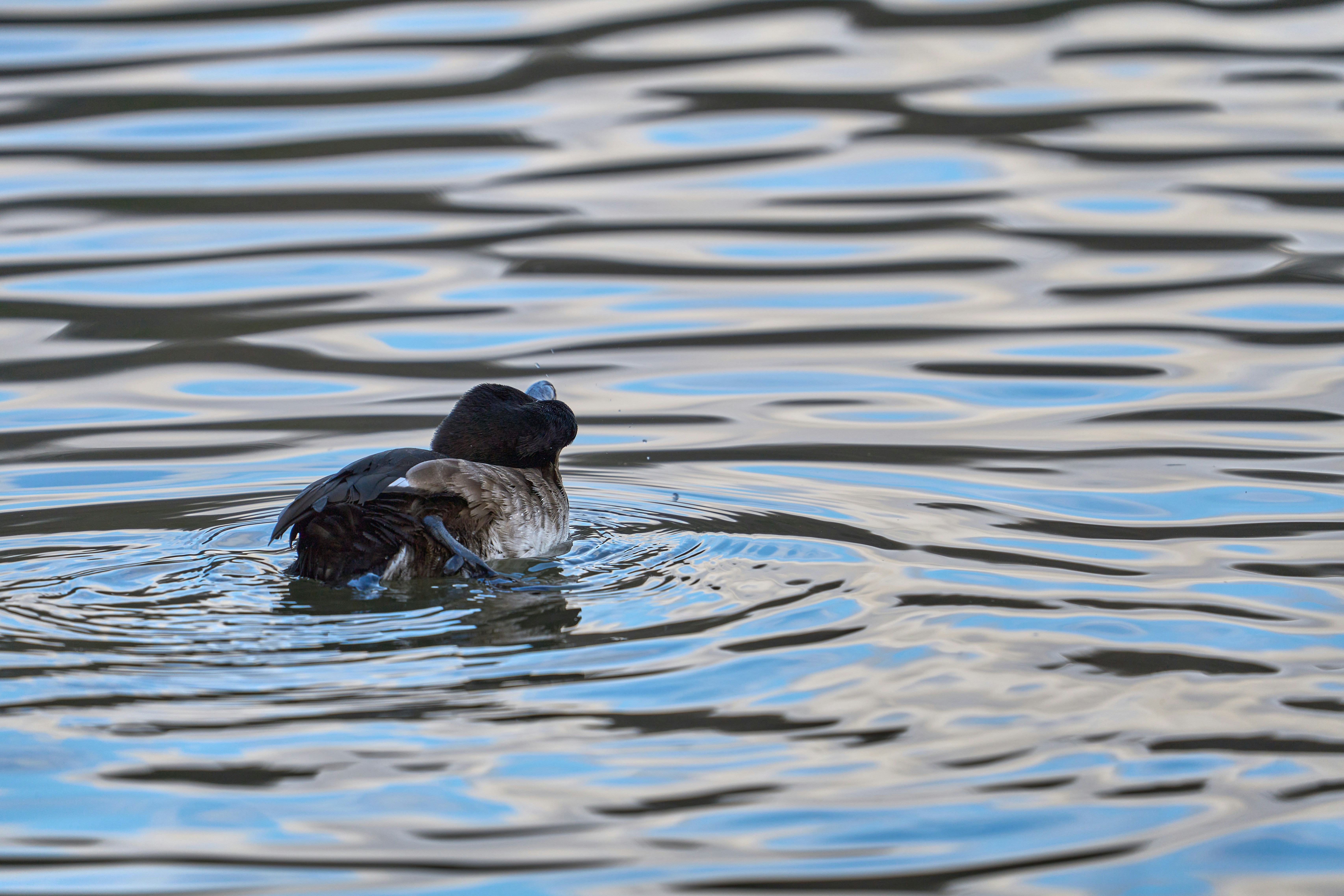 Photo by wolfgang_hasselmann