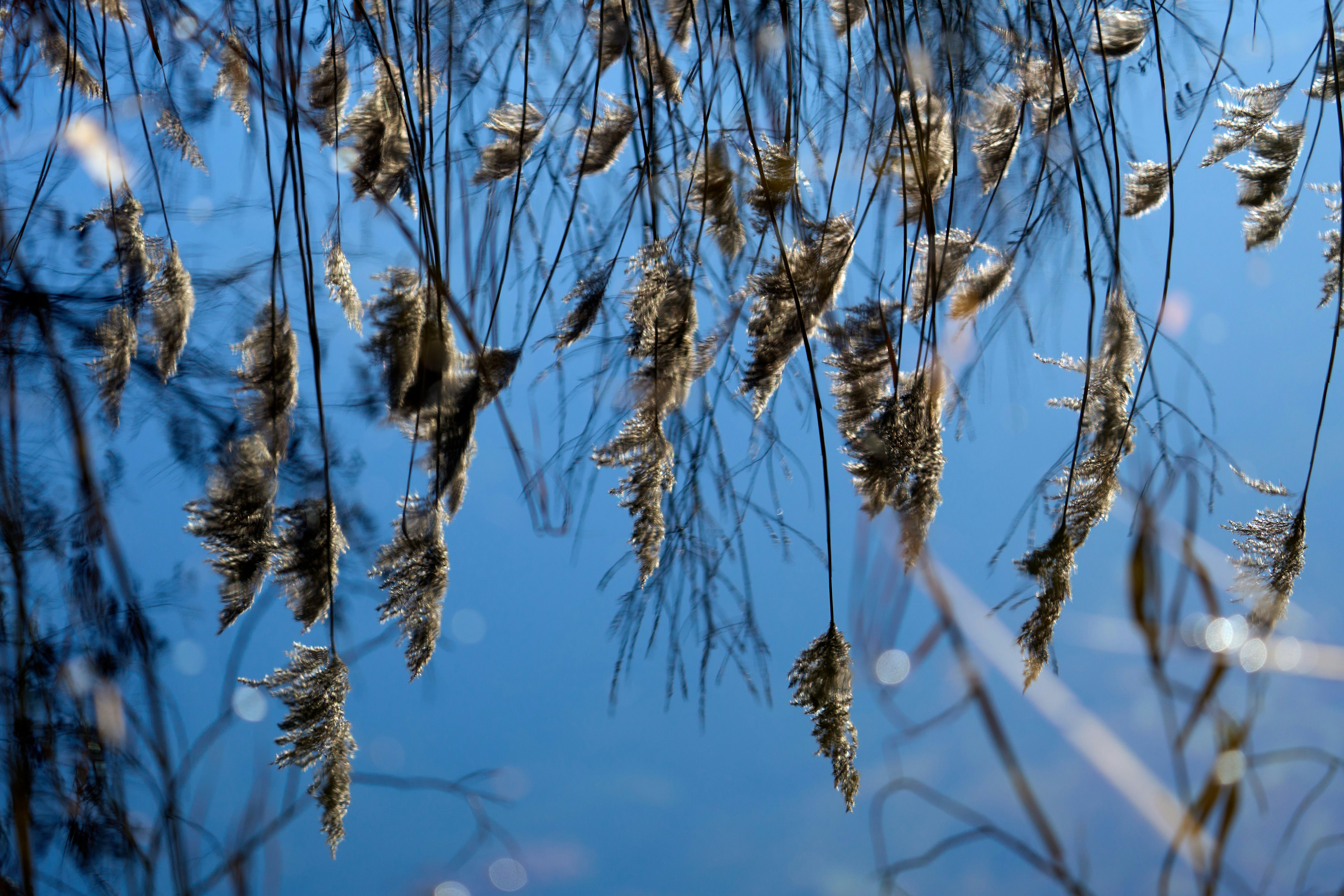 Photo by wolfgang_hasselmann