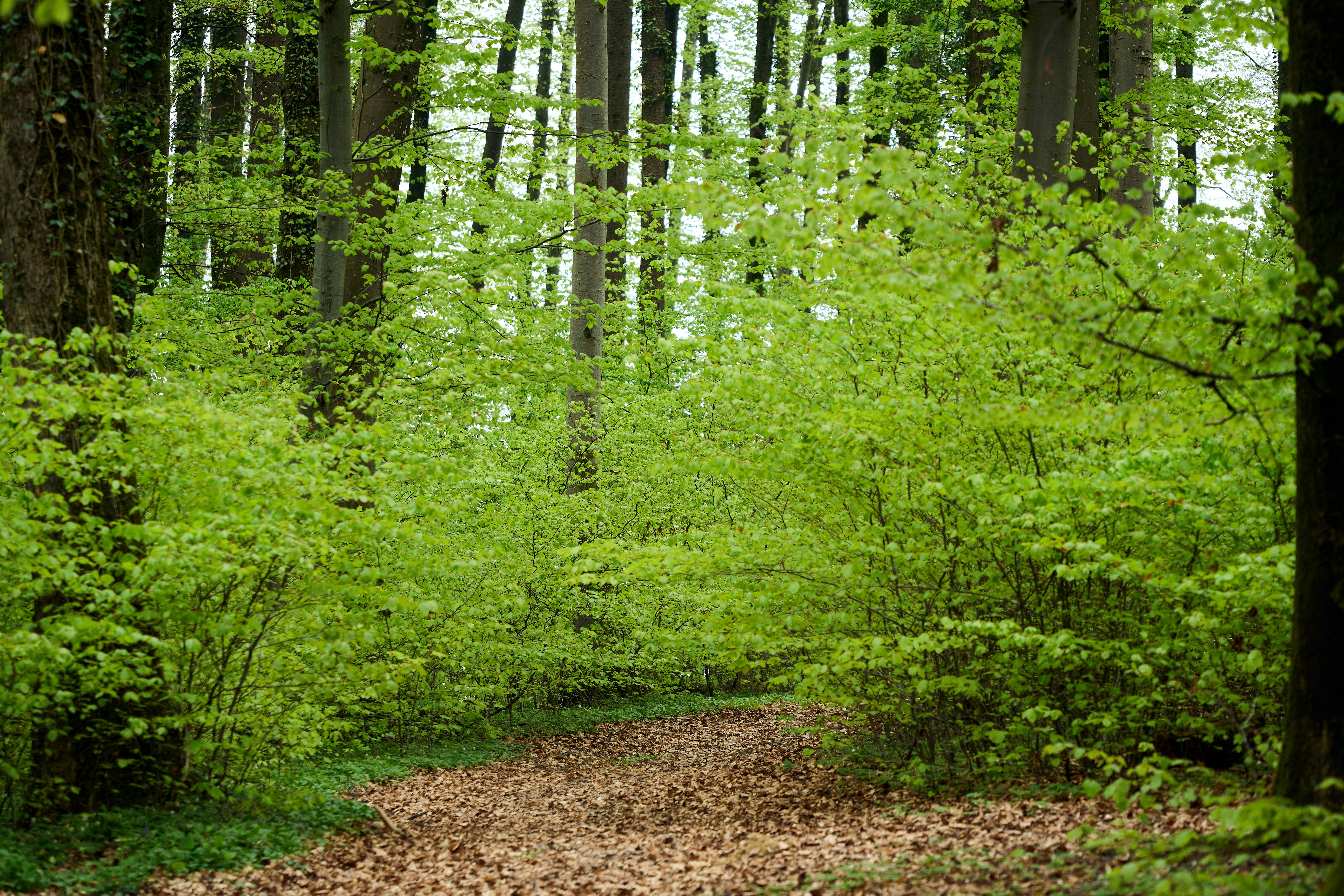 Photo by wolfgang_hasselmann