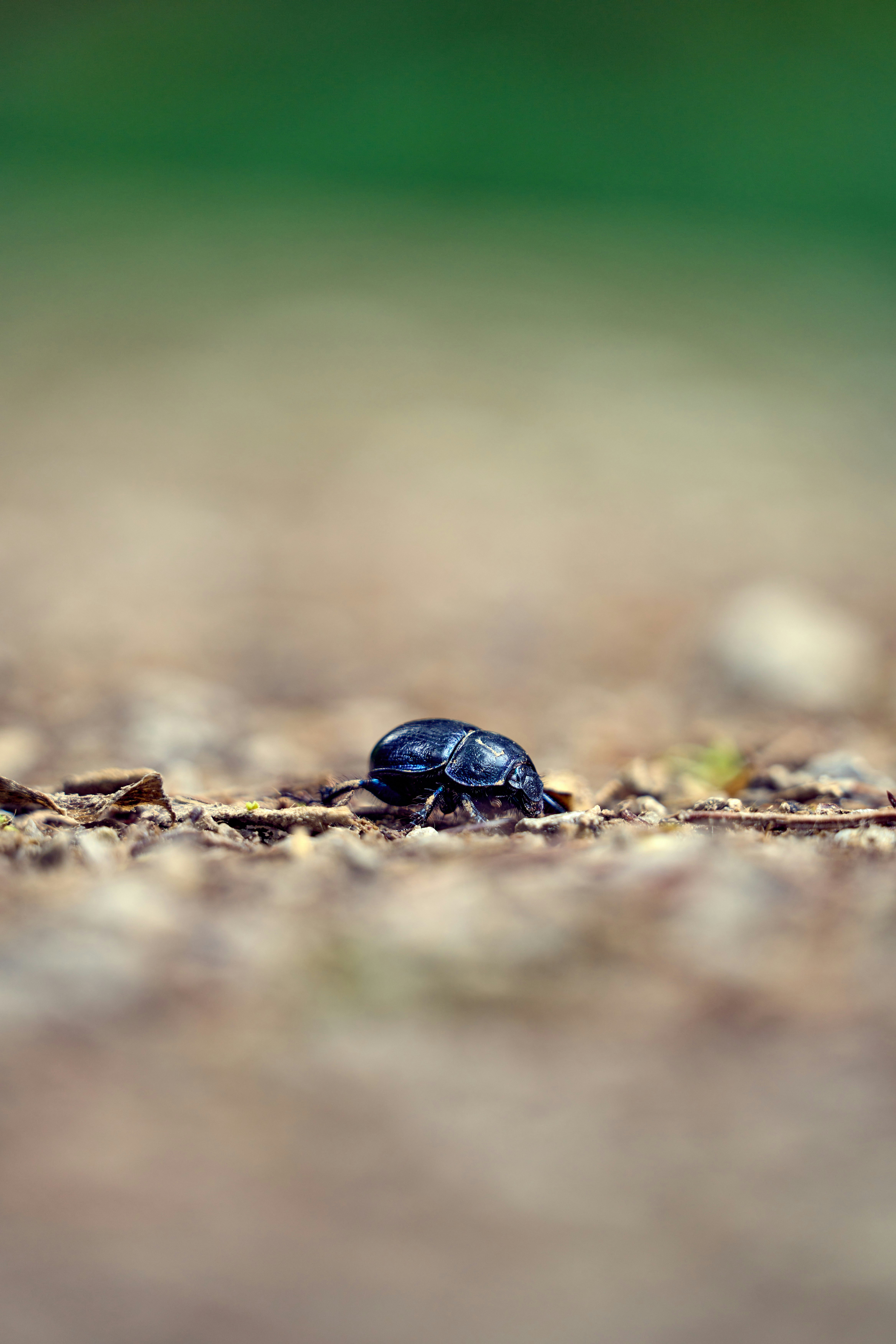 Photo by wolfgang_hasselmann