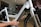 A close-up view of a person interacting with a white electric bicycle, focusing on the battery compartment labeled 'Evelo'. The setting appears to be indoors in a bicycle shop, with several other bicycles visible in the background.