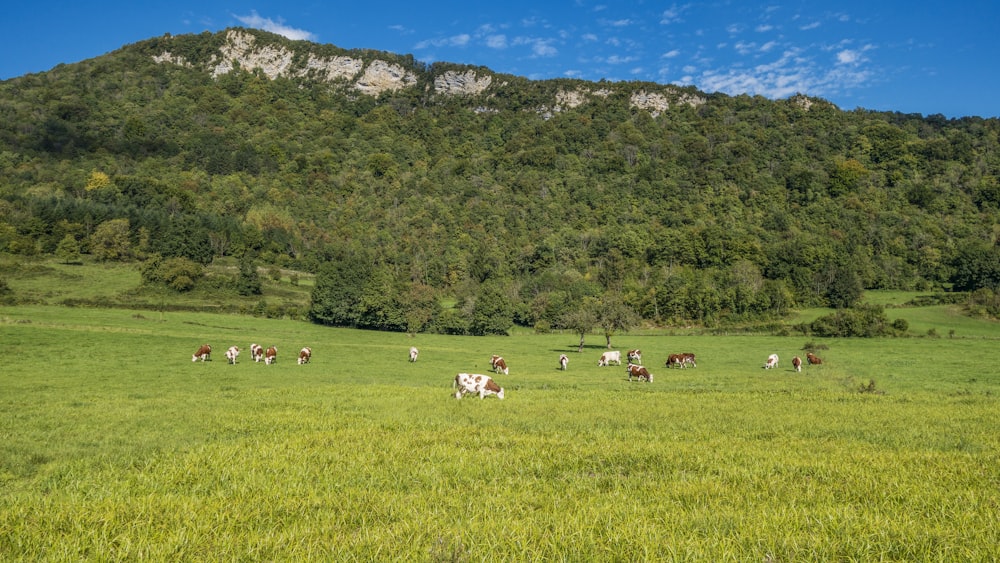 Eine Herde Rinder grast auf einem üppigen grünen Hügel