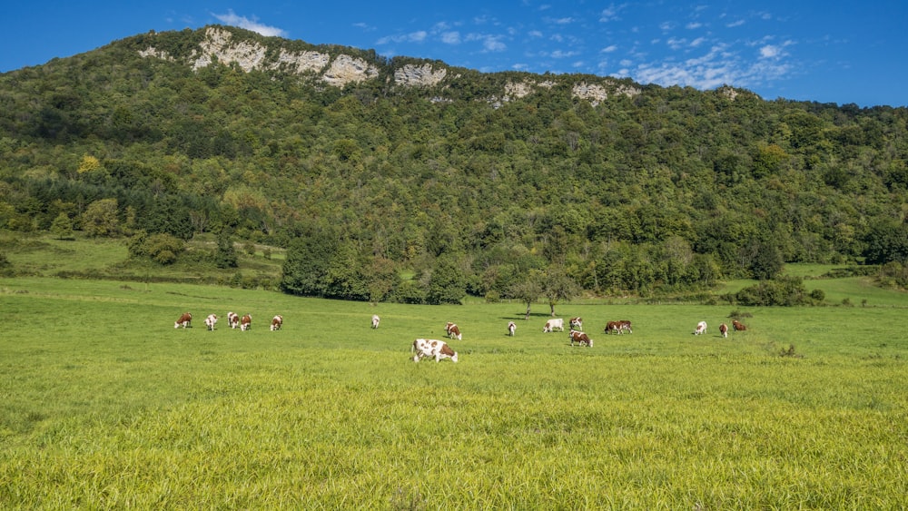 a herd of cattle grazing on a lush green hillside