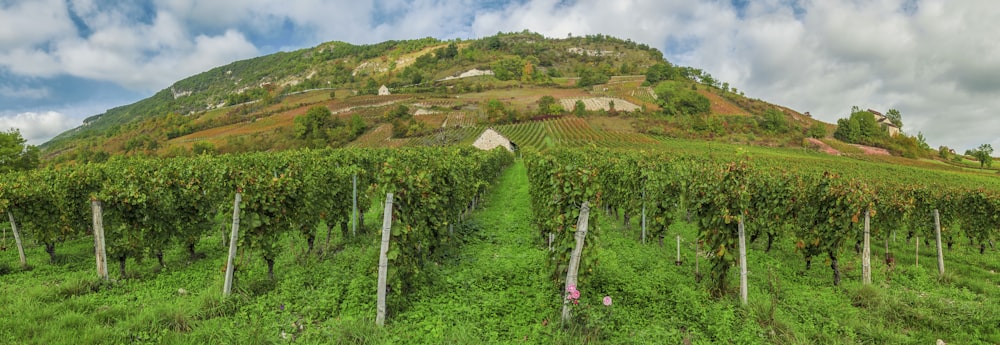 ein üppiger grüner Hügel mit vielen Weinreben bedeckt