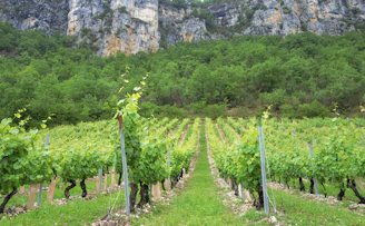 a lush green field with a mountain in the background
