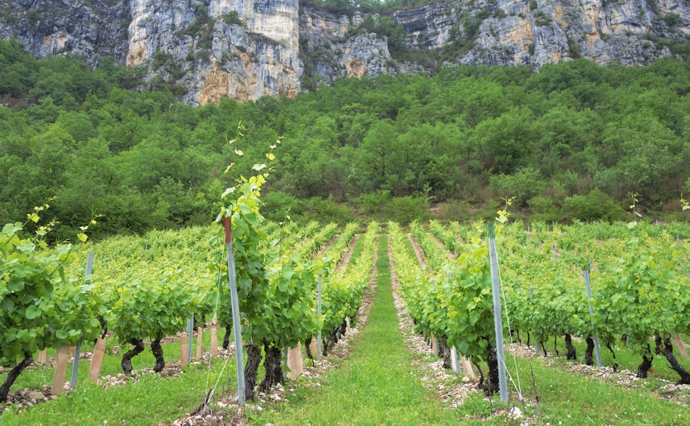 a lush green field with a mountain in the background