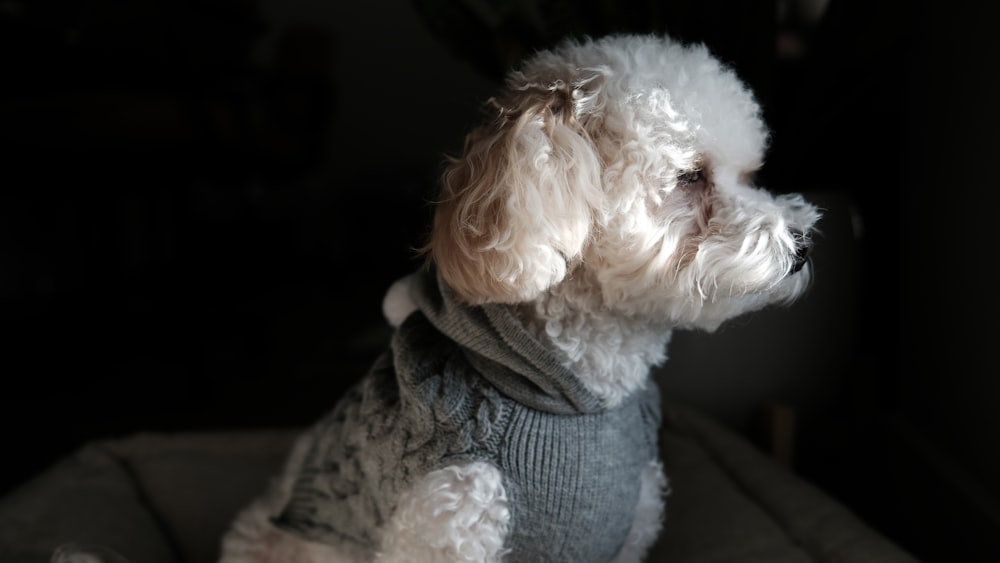 un petit chien blanc portant un pull gris