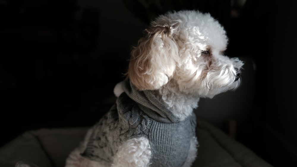 a small white dog wearing a gray sweater