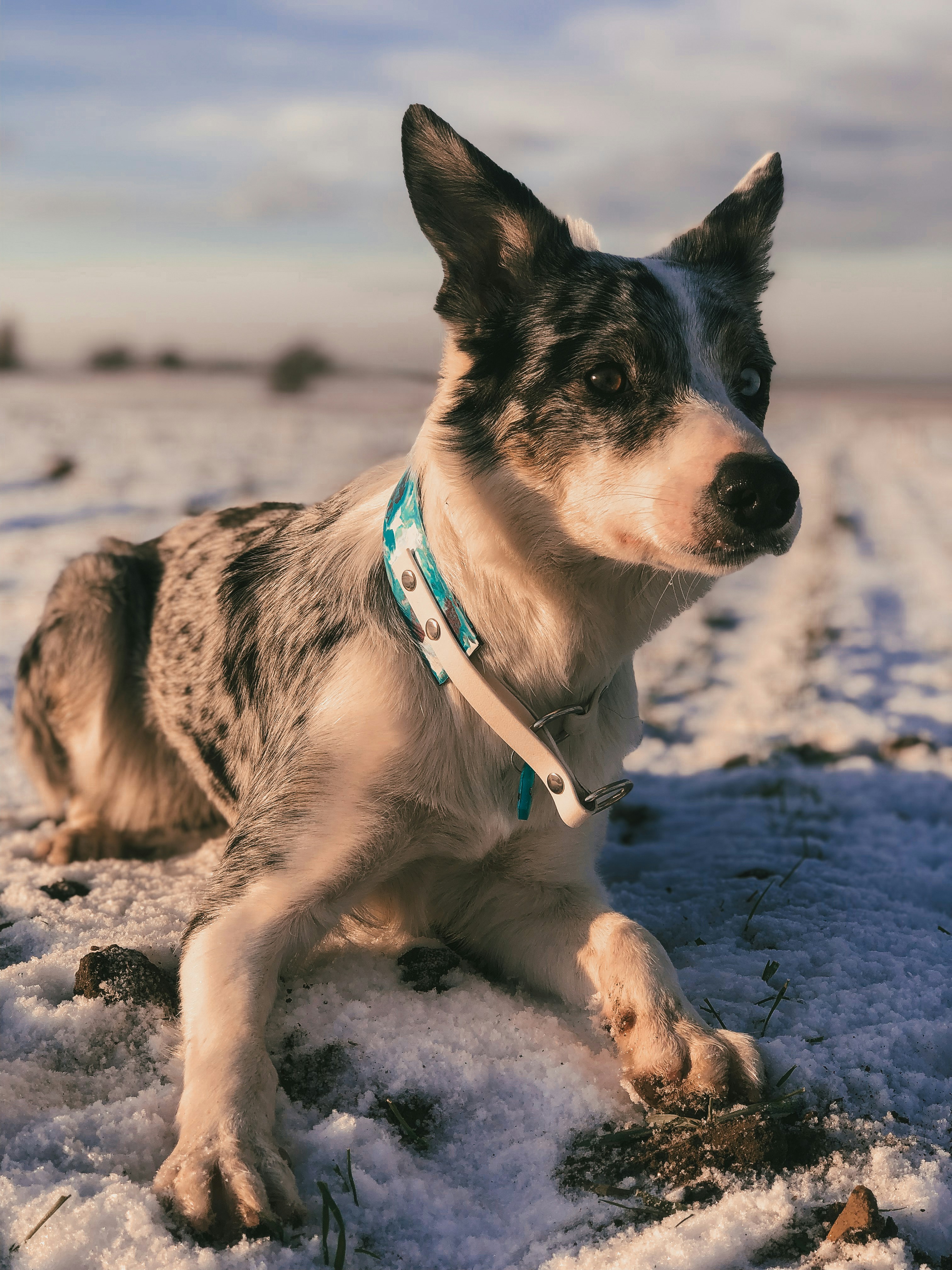 Burkem'de Satışa Hazır Border Collie Yavruları!