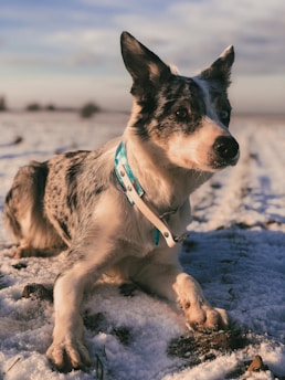 A border collie with a white and black coat lies on a snowy field. The dog wears a white collar with blue accents and is looking attentively into the distance. The background is a snowy landscape under a blue sky with scattered clouds, creating a serene and peaceful atmosphere.