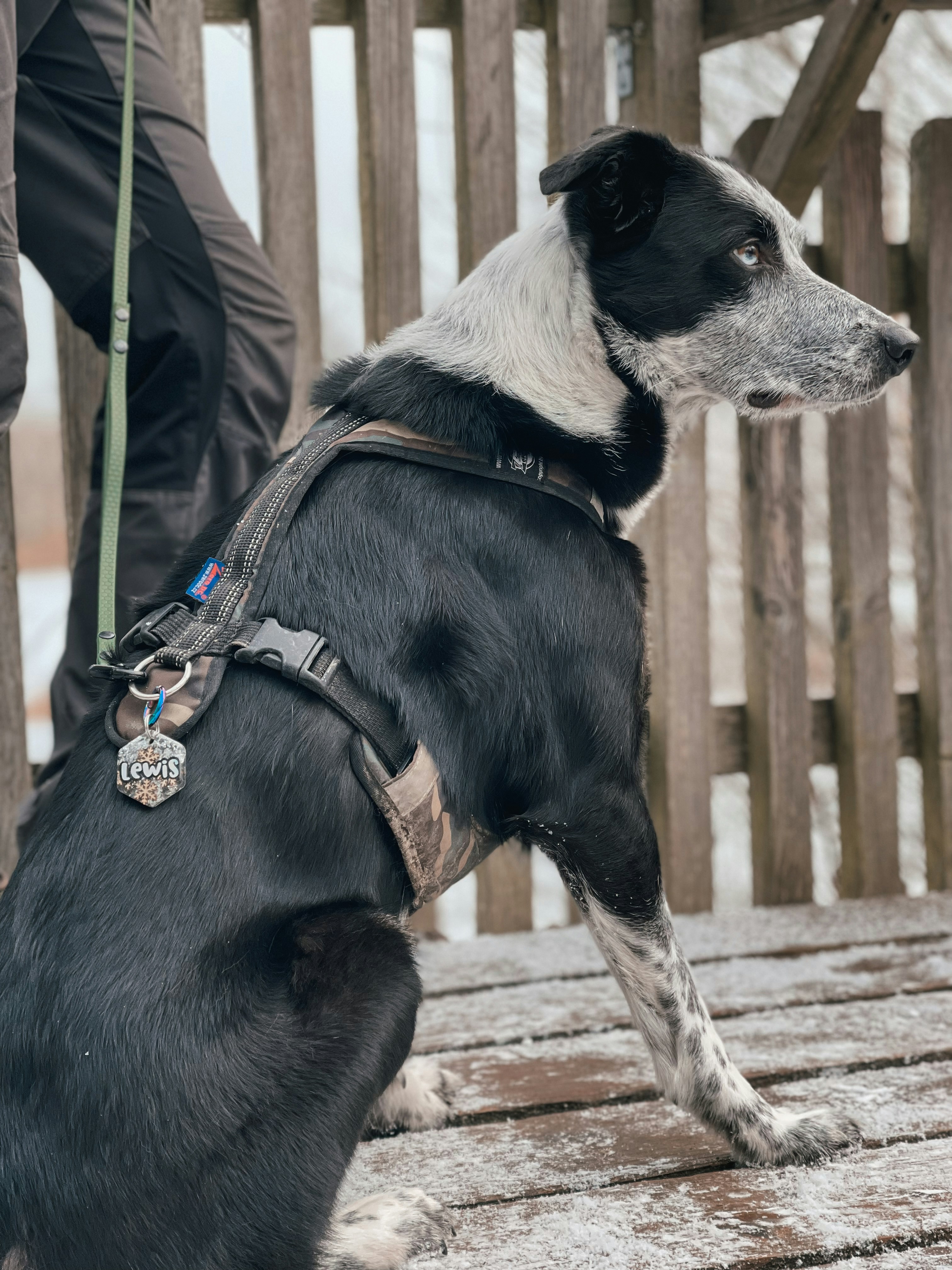 a black and white dog sitting on top of a wooden bench