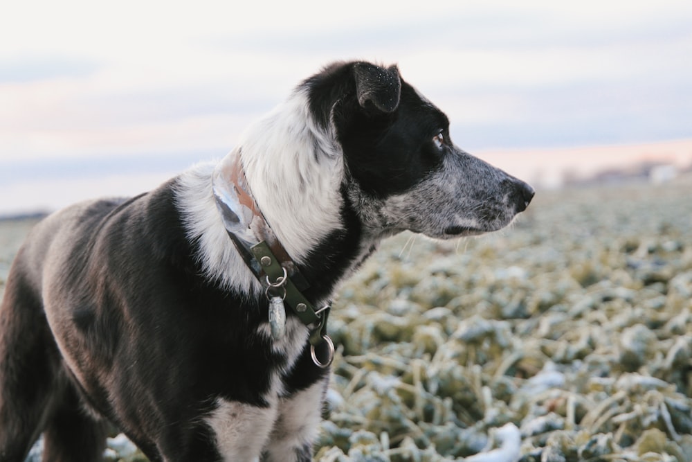 a black and white dog standing in a field