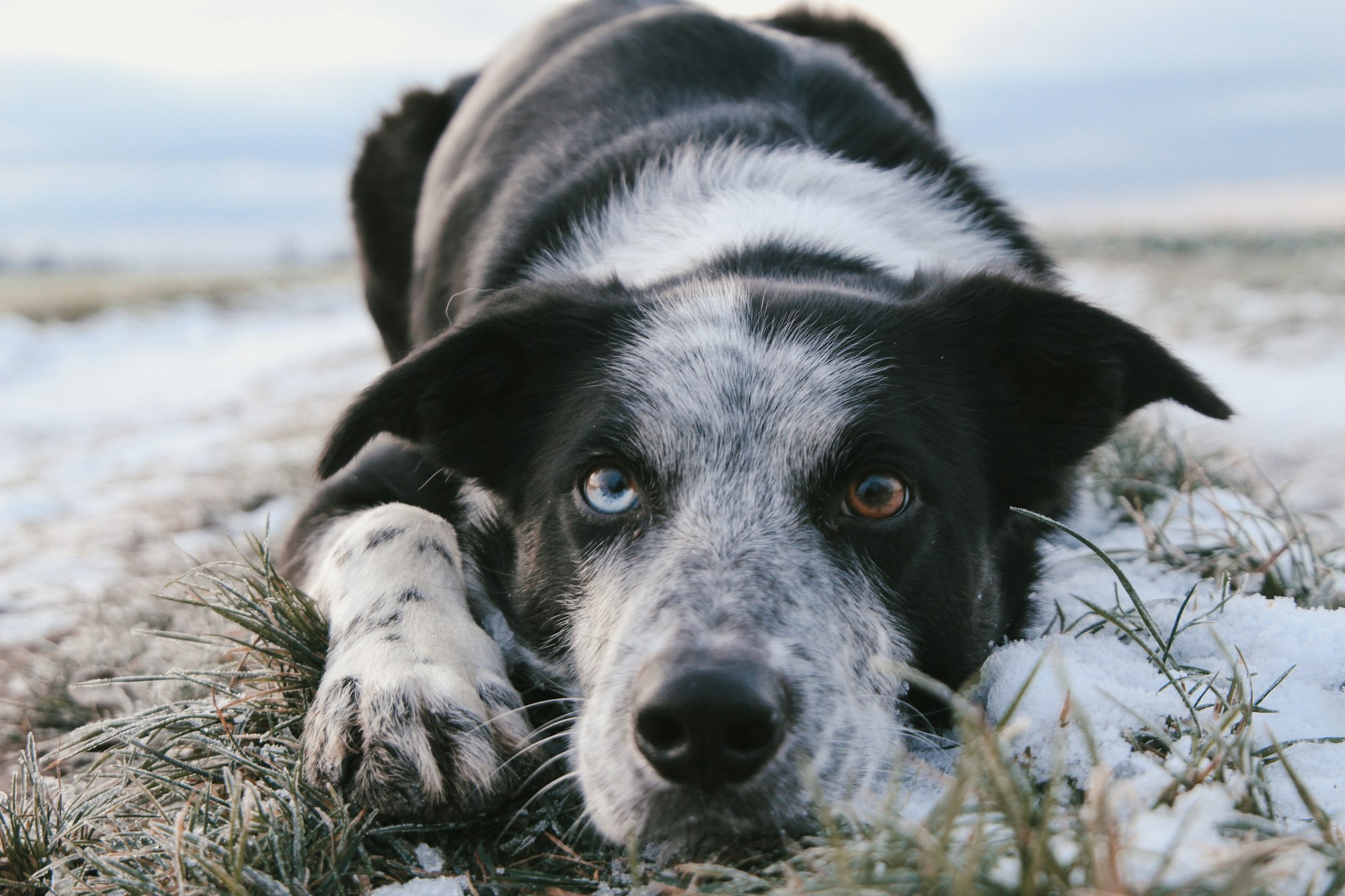 10 Border Collie Mixes