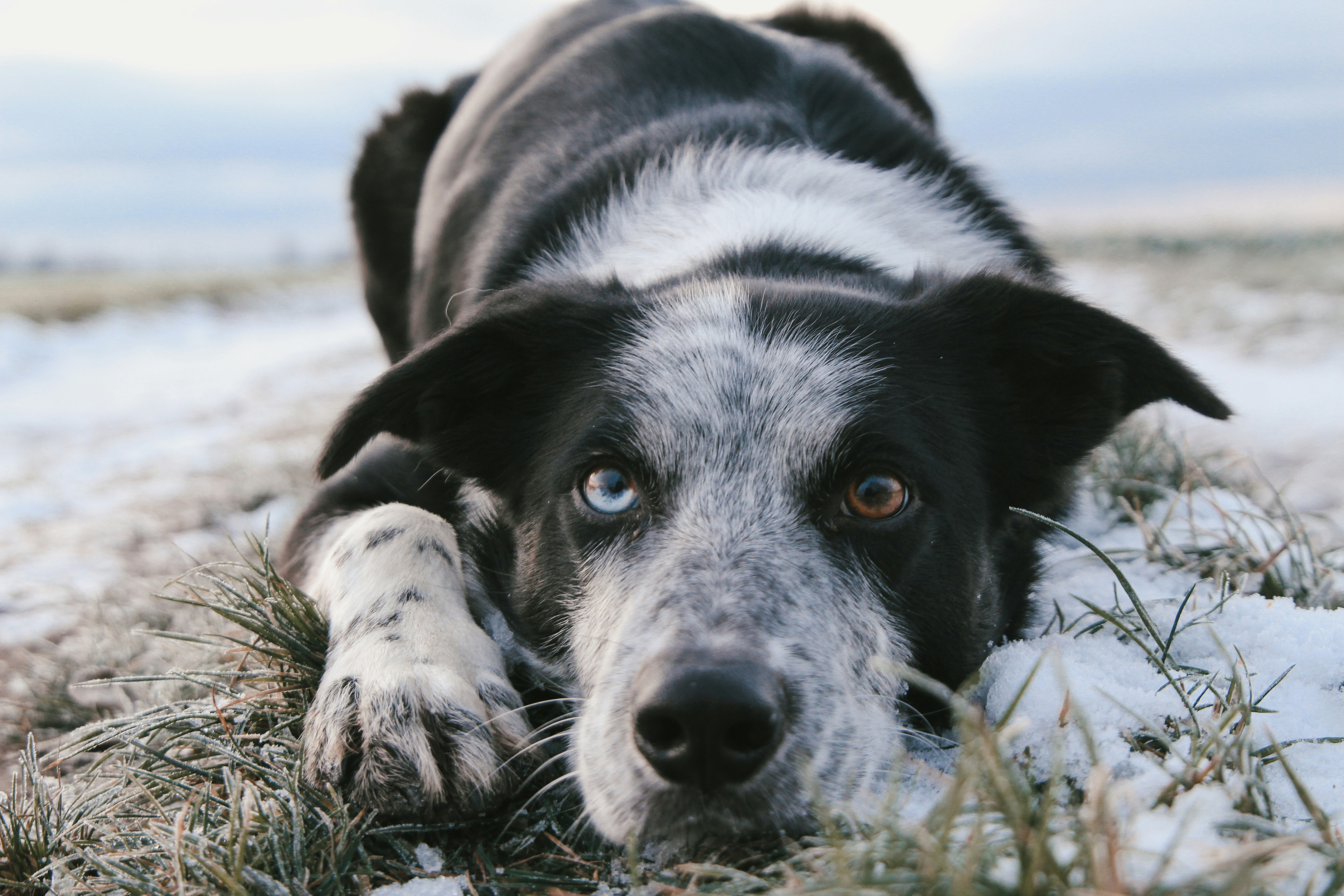 Discover the Pointer Border Collie Mix: Full Care Guide