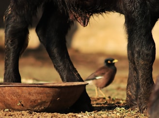 A black goat's legs are visible next to a clay bowl on the ground. In the background, a small brown bird with a yellow beak is standing on the ground. The scene is sunlit, casting shadows and highlighting the natural textures.