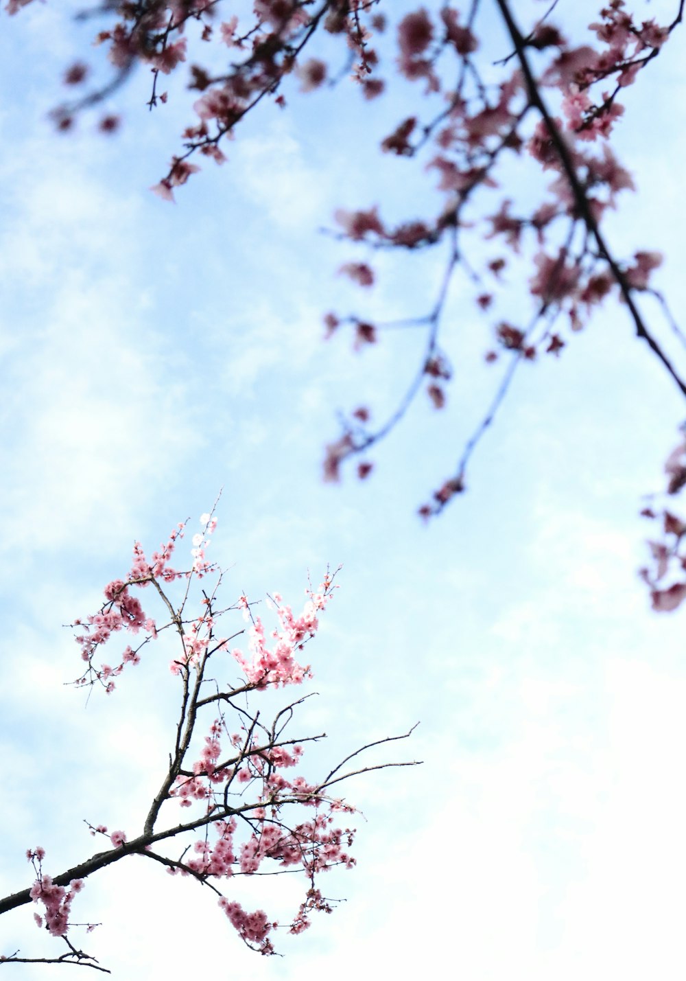 a tree with pink flowers in the foreground and a blue sky in the background