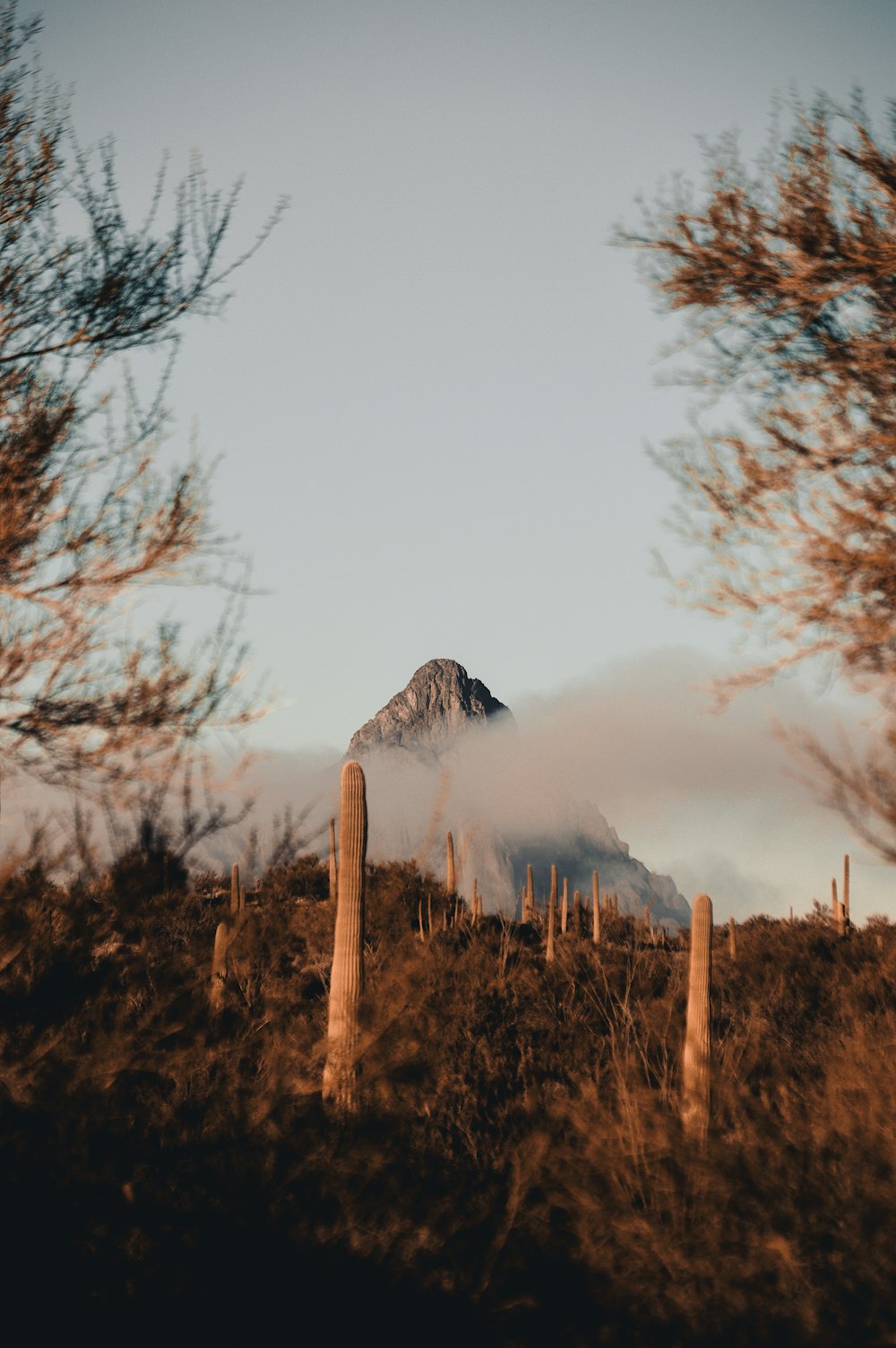 une vue d’une montagne à travers les arbres