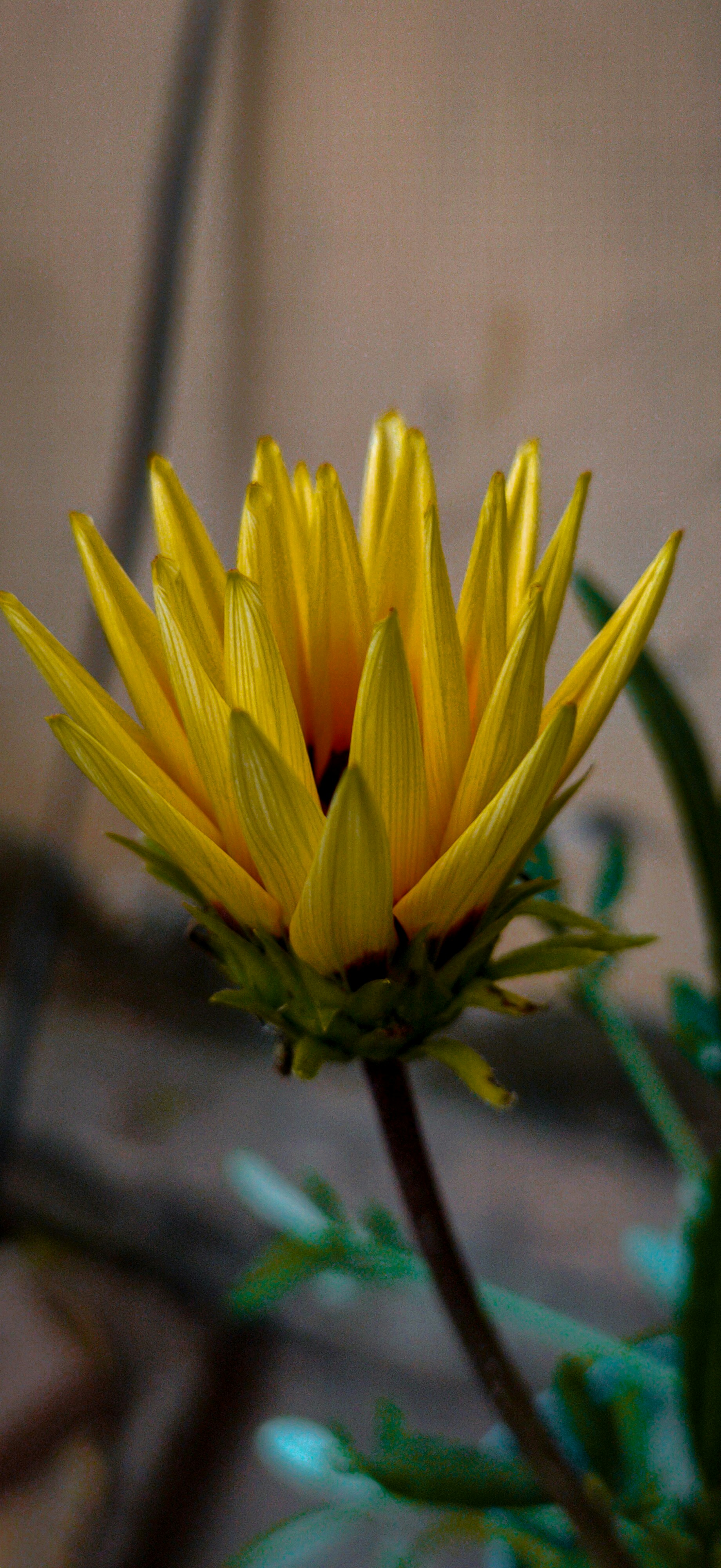 a close up of a yellow flower in a vase