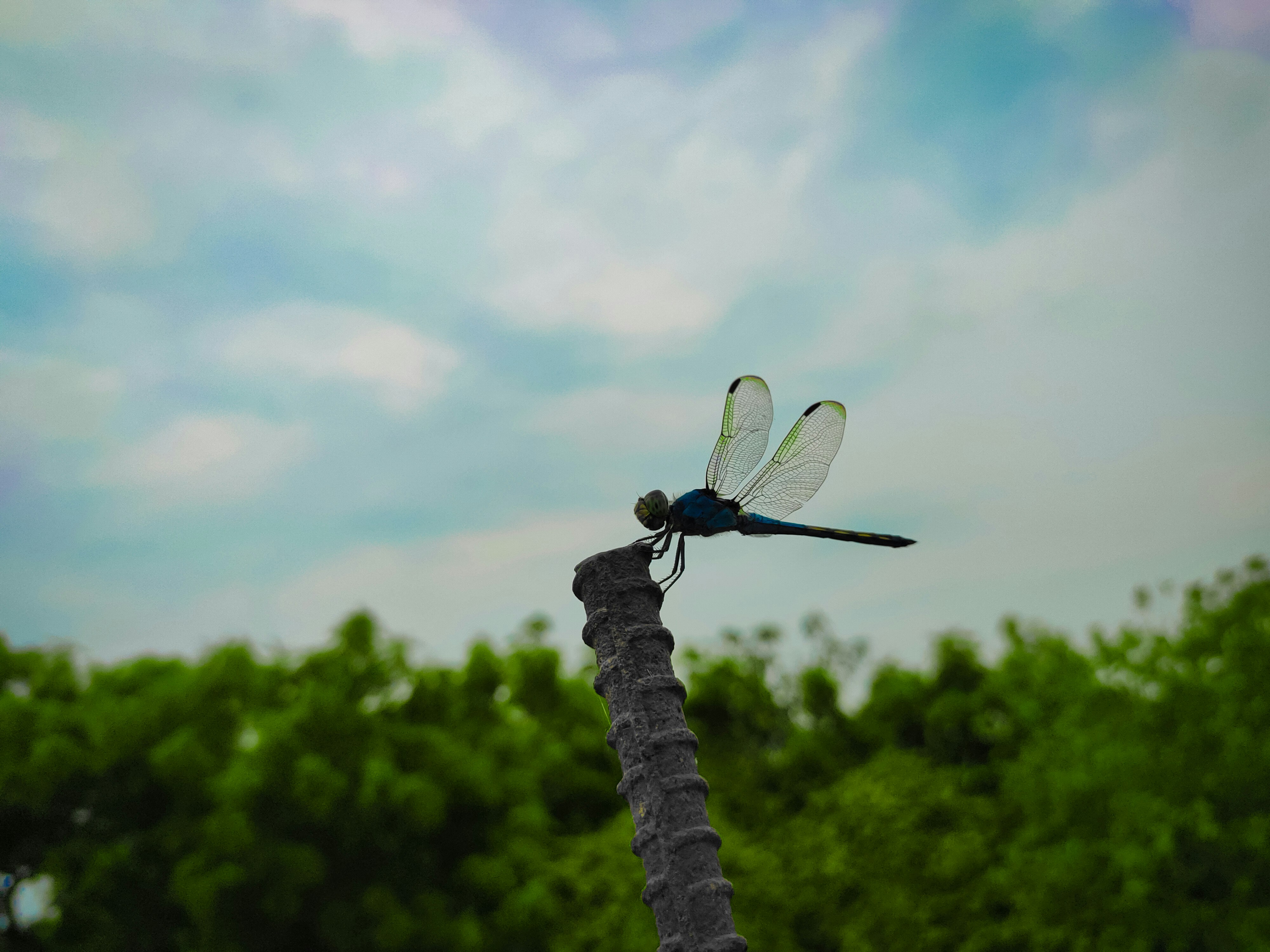 a dragonfly sitting on top of a wooden pole