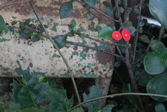 A close-up of a rusted patina steel planter nestled among vibrant garden flowers.