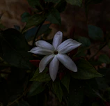 Close-up of a single photo in full-screen modal with metadata overlay on a white background.