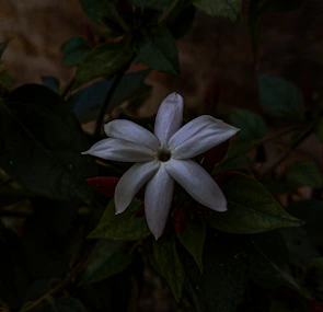 Close-up of a single photo in full-screen modal with metadata overlay on a white background.