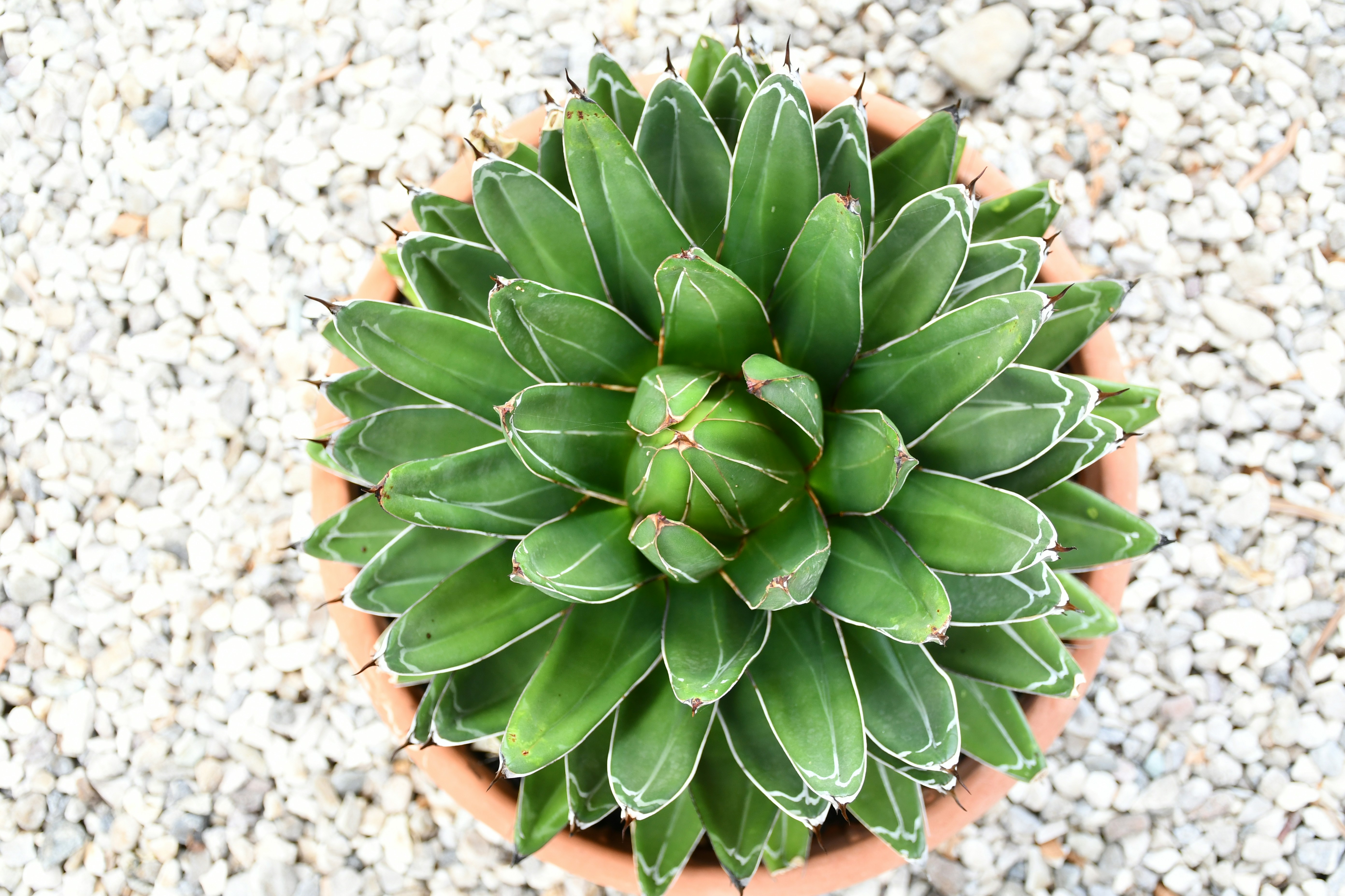 Photo by giulio_eugeni