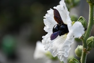 Artisan carefully hand-pollinating a delicate vanilla orchid flower in Fort Portal.