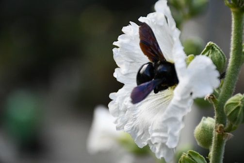 Artisan carefully hand-pollinating a delicate vanilla orchid flower in Fort Portal.