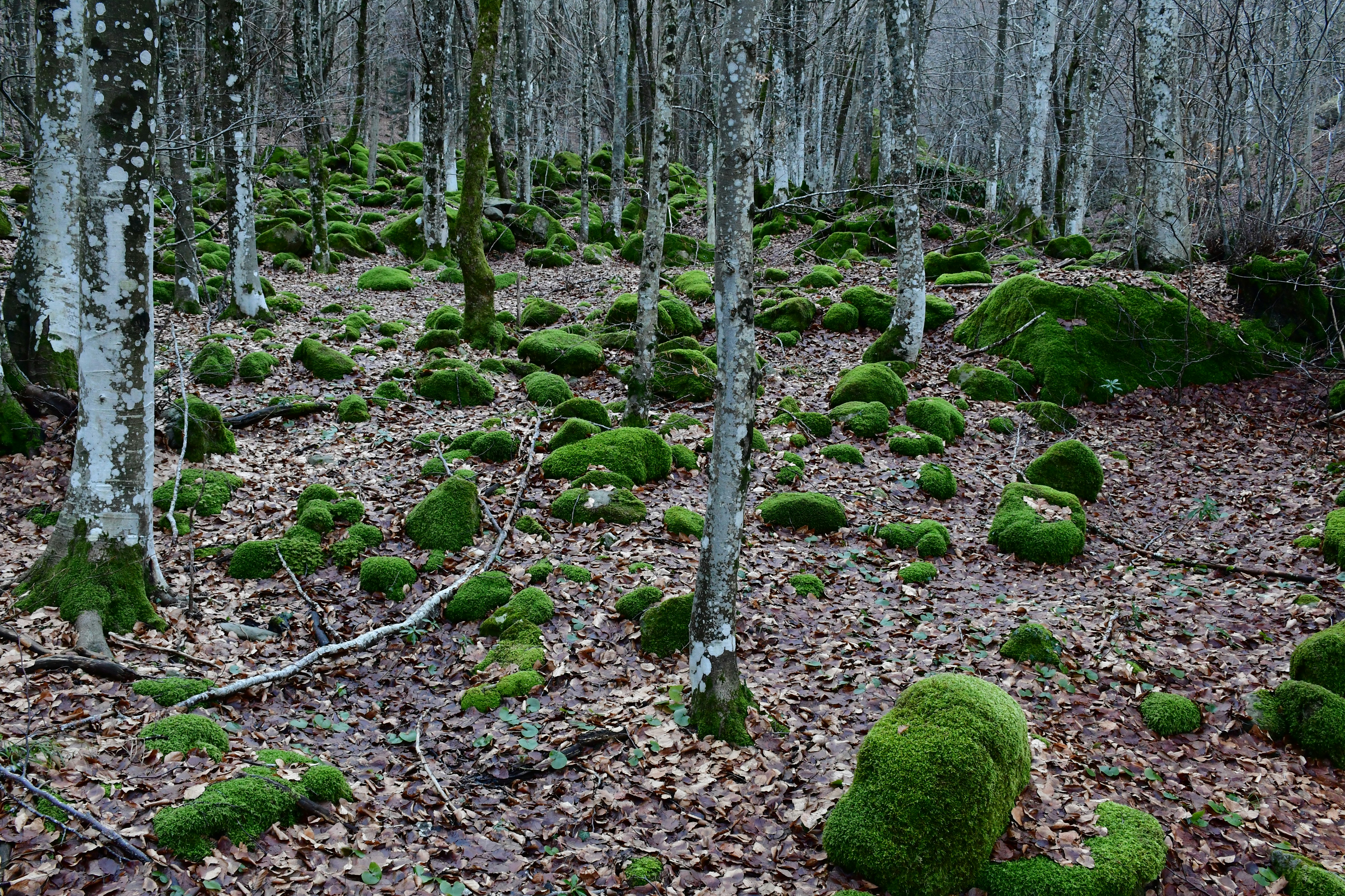 Well-managed forest floor with healthy soil in New Hampshire - forestry stump removal