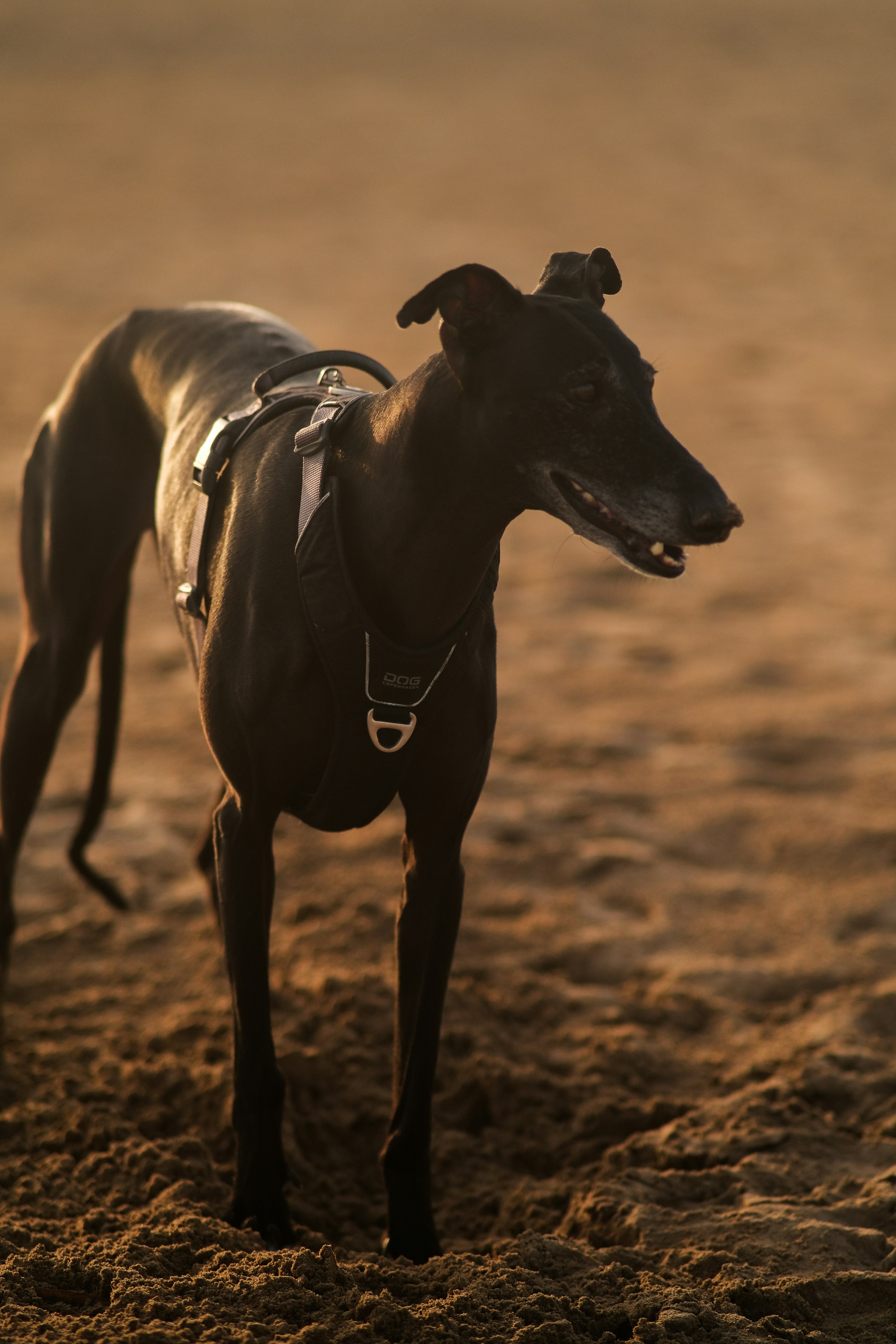 a black dog standing on top of a dirt field