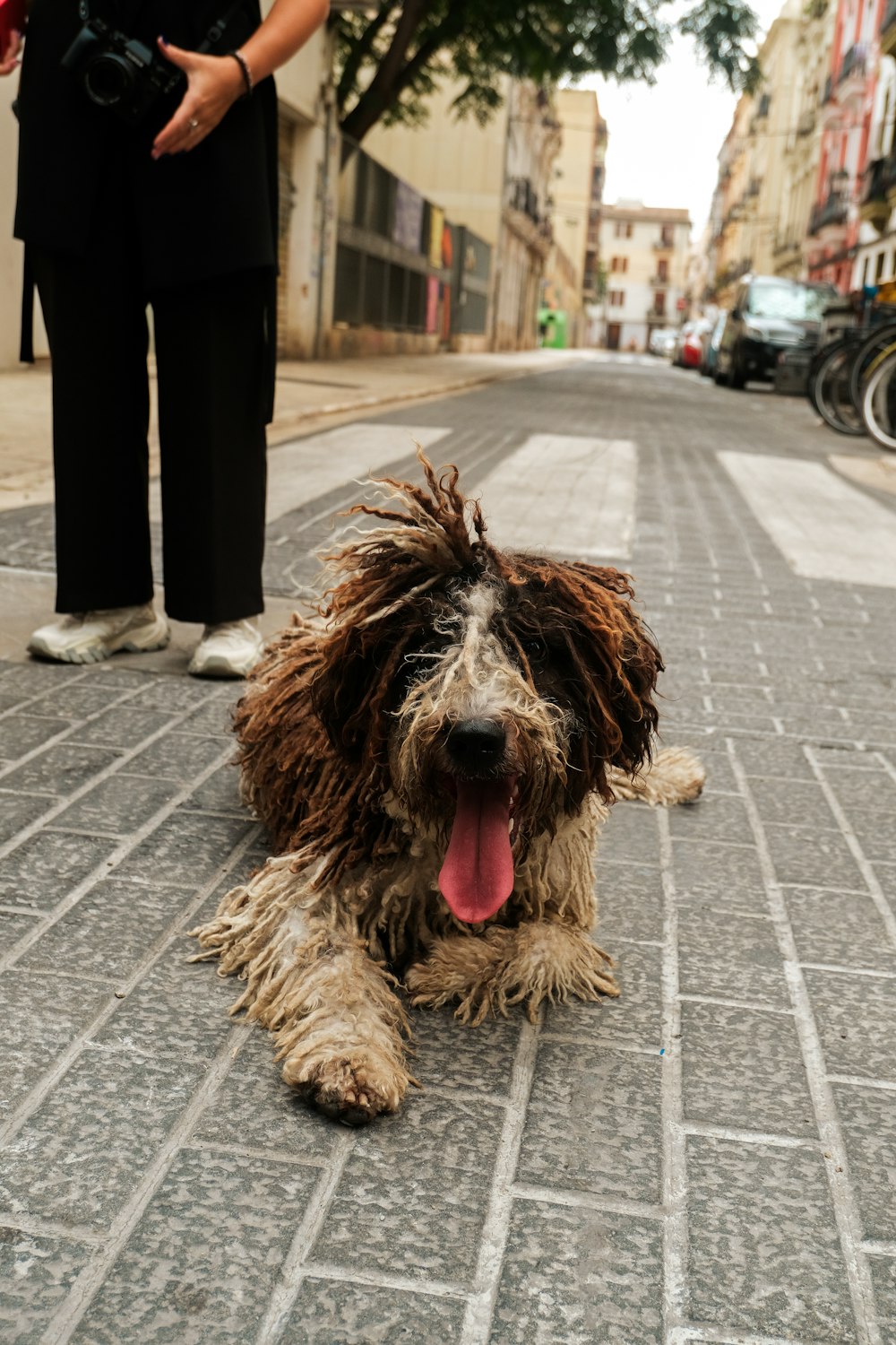 a wet dog laying on a sidewalk next to a person