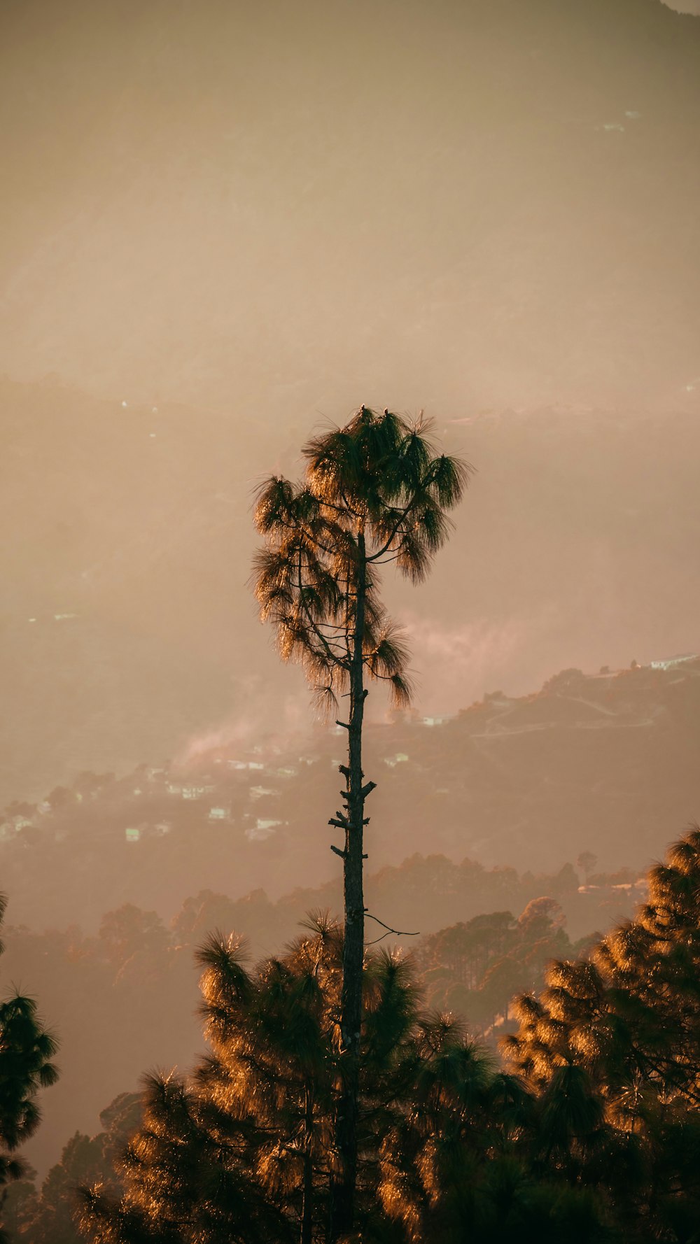 a tall palm tree sitting in the middle of a forest